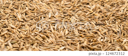 Lawn grass seed background texture top view. Dry lawn grass seeds. Pile of lawn grass seeds. Lawn grass seed background texture top view. Dry lawn grass seeds. Pile of lawn grass seeds. 124672312