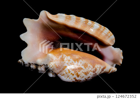 Strombus Raninus Seashell on Black Background 124672352