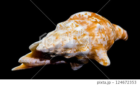 Strombus Raninus Seashell on Black Background 124672353
