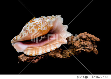 Strombus Raninus Shell on Driftwood with Black Background 124672358