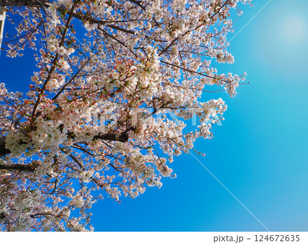 青空に映える桜 124672635