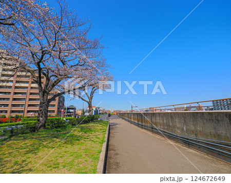 青空が広がる春の中川堤と桜のある風景 124672649