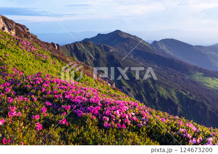 Breathtaking mountain slopes blanketed in pink rhododendron flowers 124673200