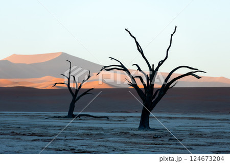 Dried ancient trees standing against the golden hues of sunrise 124673204