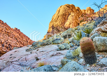 Barrel Cactus and Red Rock Canyon at Golden Hour Low Angle View 124673435