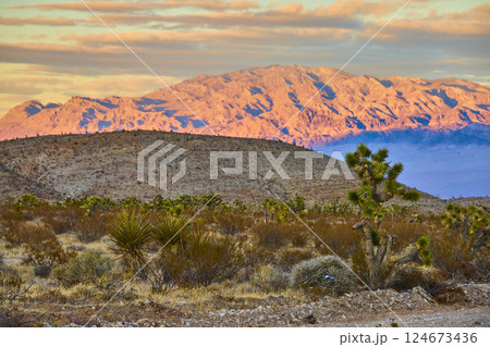 Sunset Over Joshua Tree and Desert Hills, Low-Angle Perspective Sunset Over Joshua Tree and Desert Hills, Low-Angle Perspective 124673436