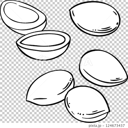 Argan Nuts  Outline  Illustration. 124673437