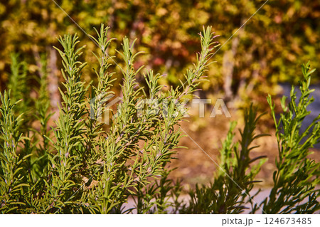 Rosemary and Thyme Close-Up with Garden Motion 124673485