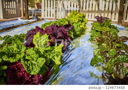 Lush Lettuce Garden Rows with Reflective Ground Low Perspective Lush Lettuce Garden Rows with Reflective Ground Low Perspective 124673488