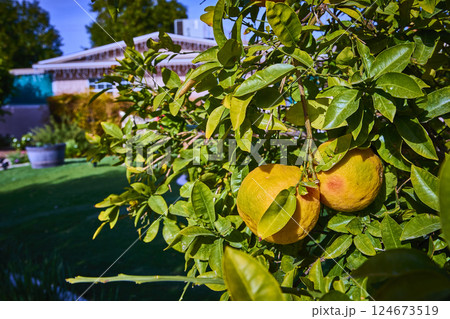 Lush Citrus Tree with Ripe Fruits in Suburban Garden Close-Up 124673519