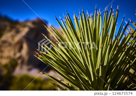 Yucca Agave with Desert Sky and Rocky Terrain Close-Up 124673574