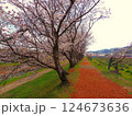 流川の桜並木 124673636