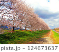 流川の桜並木 124673637