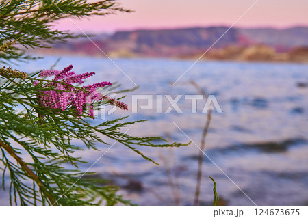 Purple Flowers at Sunset by Tranquil Lake at Eye-Level 124673675
