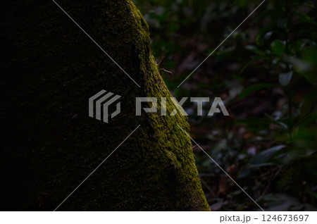 苔むした木の幹と静かな森の光の自然風景 苔むした木の幹と静かな森の光の自然風景 124673697