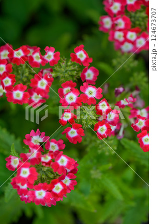 赤と白のバーベナの花が咲く美しい春のガーデン風景 124673707