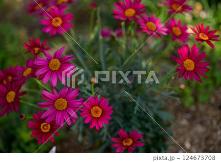 鮮やかな赤紫色のマーガレットの花が咲く春のガーデン風景 124673708