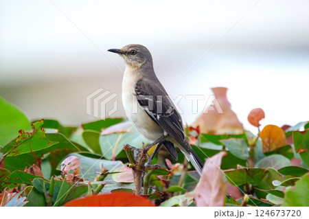 Northern mockingbird is perched on a tree branch in the summer garden. Northern mockingbird is perched on a tree branch in the summer garden. 124673720