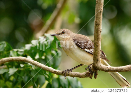 Northern mockingbird is perched on a tree branch in the summer garden. Northern mockingbird is perched on a tree branch in the summer garden. 124673723