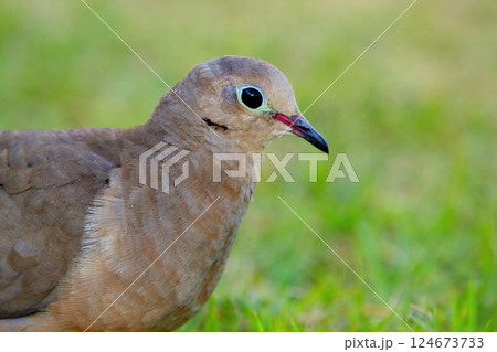 Mourning dove is walking on green grass of the lawn in summer. Mourning dove is walking on green grass of the lawn in summer. 124673733