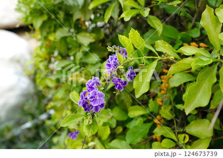 Duranta erecta bush with purple flowers and green foliage Duranta erecta bush with purple flowers and green foliage 124673739