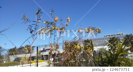 こじま花の会花畑のフウセントウワタの実 こじま花の会花畑のフウセントウワタの実 124673751