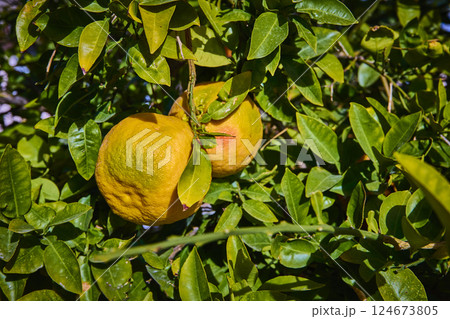 Ripe Grapefruits on Tree in Sunny Orchard Eye-Level View Ripe Grapefruits on Tree in Sunny Orchard Eye-Level View 124673805