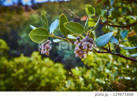 Manzanita Berries and Leaves in Pine Creek Canyon Close-Up Perspective 124673806