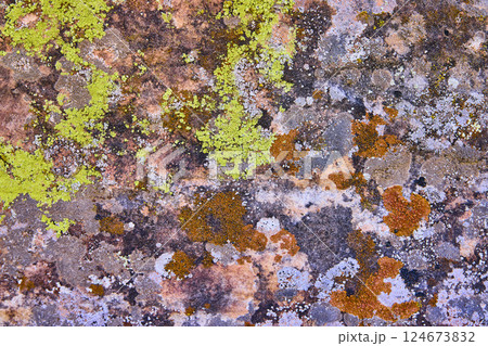Vibrant Lichen Mosaic on Rock Surface Close-Up 124673832