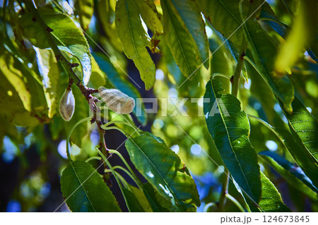 Almond Branch with Budding Fruits in Sunlit Garden Eye-Level View Almond Branch with Budding Fruits in Sunlit Garden Eye-Level View 124673845