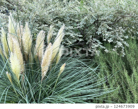 花壇に植えられたパンパスグラス、シロガネヨシ 花壇に植えられたパンパスグラス、シロガネヨシ 124673909