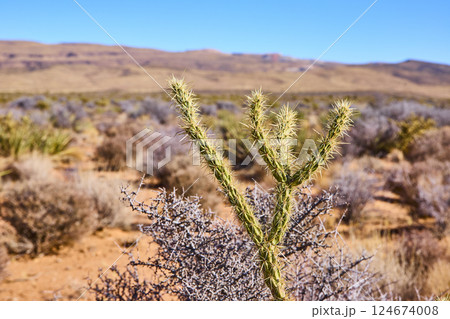 Cholla Cactus and Desert Hills Under Blue Sky Eye-Level View Cholla Cactus and Desert Hills Under Blue Sky Eye-Level View 124674008
