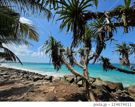 アダンの木と海岸沿いの風景、スリランカ南部州 124674011