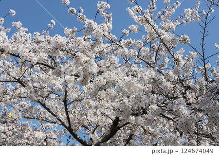 桜　岩倉市　桜まつり　五条川 124674049