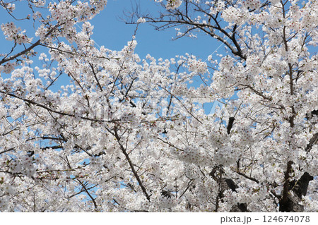 桜 岩倉市 桜まつり 五条川 桜 岩倉市 桜まつり 五条川 124674078