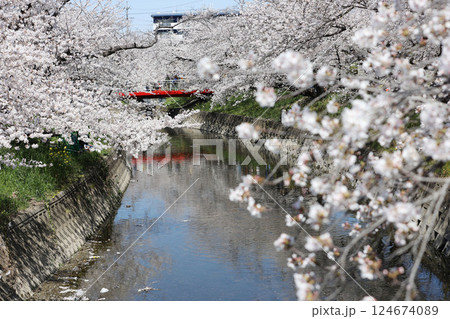 桜　岩倉市　桜まつり　五条川 124674089