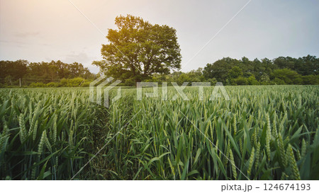 Scenic view of a wheat field with a majestic oak tree under the setting sun, creating a peaceful and idyllic countryside landscape 124674193