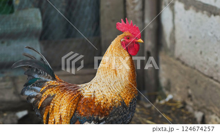 Vibrant rooster standing tall, red comb gleaming, amid rustic farmyard setting with pastoral background Vibrant rooster standing tall, red comb gleaming, amid rustic farmyard setting with pastoral background 124674257