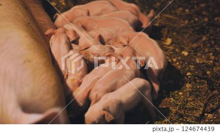 Nursing piglets clinging to mother sow, feeding within wooden fenced farrowing pen on traditional countryside farm Nursing piglets clinging to mother sow, feeding within wooden fenced farrowing pen on traditional countryside farm 124674439