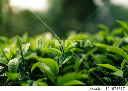 Green tea bushes in a natural field on the mountain. Dark green tea. Green tea bushes in a natural field on the mountain. Dark green tea. 124674817