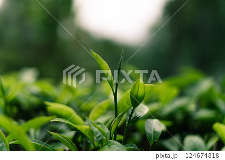 Green tea bushes in a natural field on the mountain. Dark green tea. Green tea bushes in a natural field on the mountain. Dark green tea. 124674818