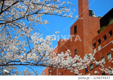北九州市小倉 リバーウォークの桜並木 【青空】 124674837