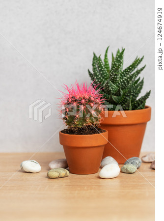 Pink cactus and succulent plants creating cozy interior design 124674919