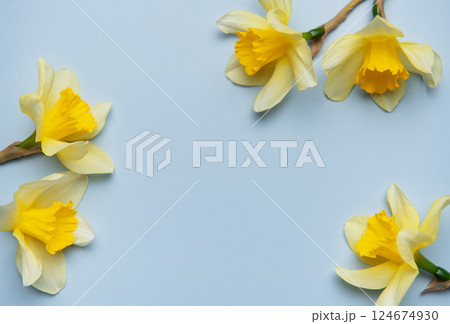 Daffodils creating a vibrant contrast on pastel blue background 124674930