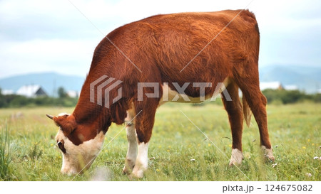 Hereford cow grazing lush green pasture, rolling hills framing pastoral landscape under bright sunlight Hereford cow grazing lush green pasture, rolling hills framing pastoral landscape under bright sunlight 124675082