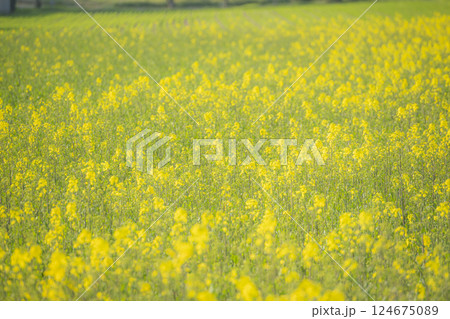 菜の花で黄色に染まる大分県長崎鼻の春風景 菜の花で黄色に染まる大分県長崎鼻の春風景 124675089