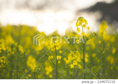 夕日に染まる菜の花 124675110
