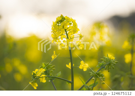 夕日に染まる菜の花 124675112