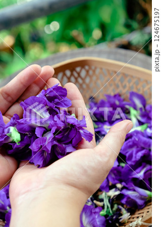 Thai herbal medicine. 124675197