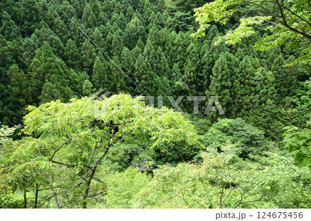 東京都奥多摩町川苔山山の登山道から新緑 東京都奥多摩町川苔山山の登山道から新緑 124675456